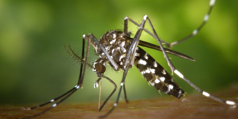 L’animale più pericoloso del mondo la zanzara