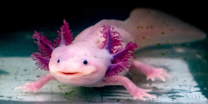 L’Axolotl la salamandra messicana che non vuole crescere