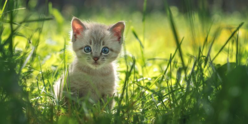 Cosa fare quando arriva un gattino in casa? Coccole e tranquillità