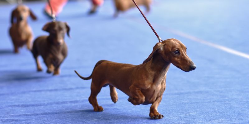 Crufts 2023, a Birmingham la mostra canina più famosa al mondo