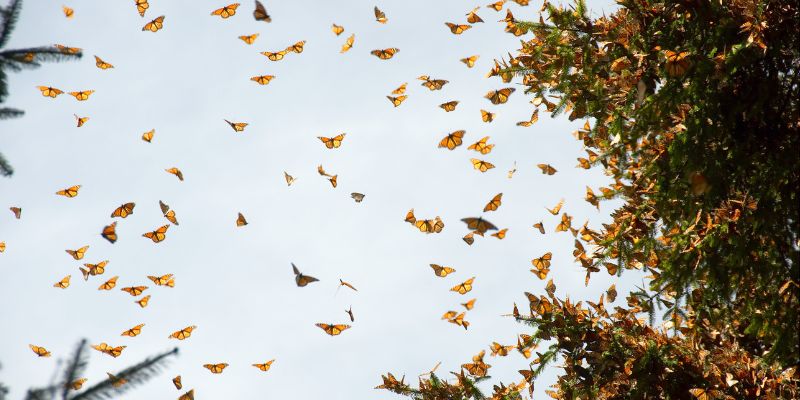 A Collodi si entra nella casa dove le farfalle volano libere