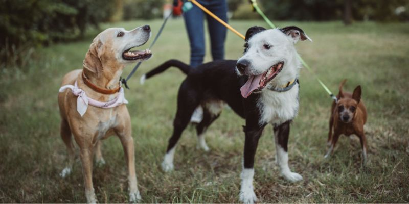 A Venezia dog sitter per chi visita i musei