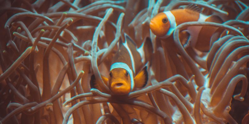 Acquario di Genova, le iniziative per il trentennale