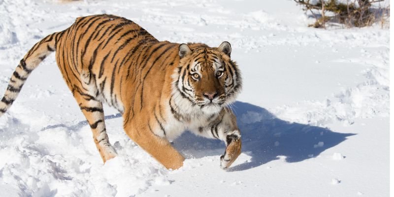 Adottare un animale in estinzione per salvarlo