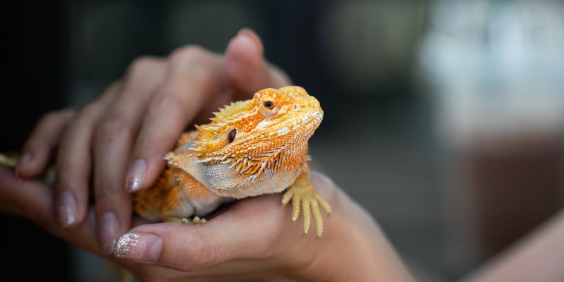 Animali esotici in fiera a Milano