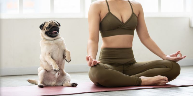Cane e yoga, in una parola Doga
