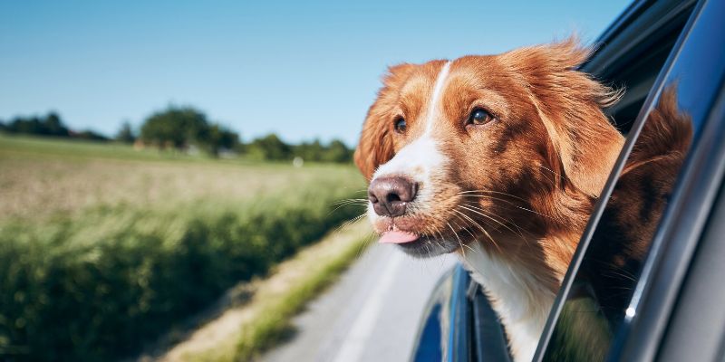 Cane in auto, la cintura di sicurezza per il viaggio
