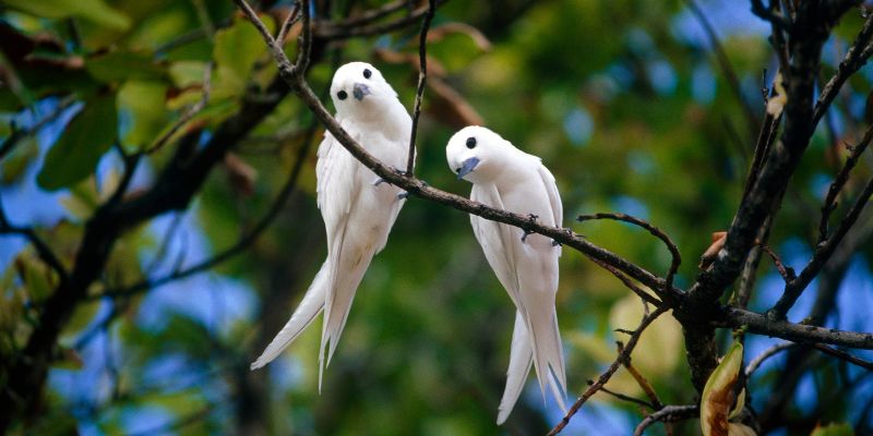 Cinque curiosità sugli uccelli