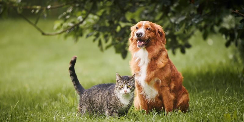 Crescere con un pet, esperienza positiva per i bambini