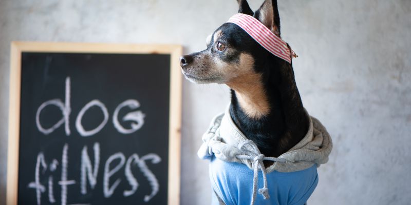 Dog fitness, allenarsi con Fido all'aria aperta