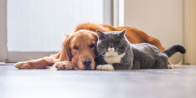 Frutta e verdura sono permesse a cani e gatti