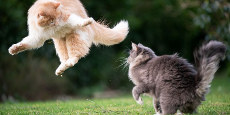 Gatti che litigano Meglio non intromettersi