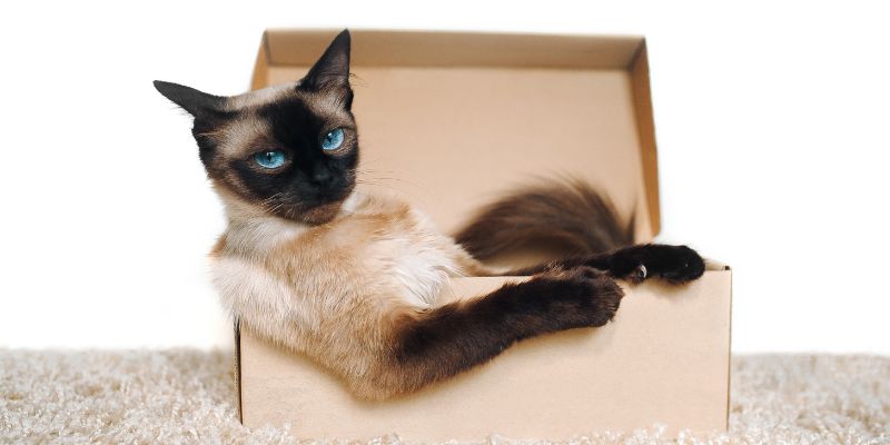 I gatti e le scatole, il perchè di un grande amore