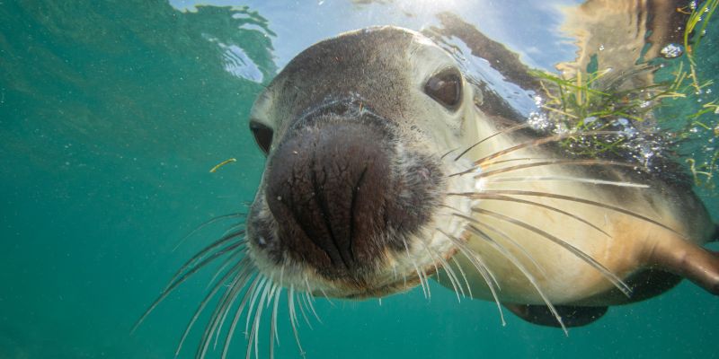 Il leone marino, un animale facilmente ammaestrabile