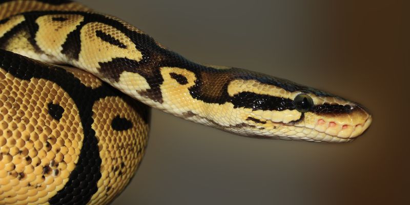 Il pitone può essere un animale domestico