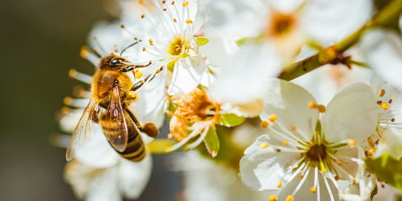 Insetti impollinatori, fondamentali per l'ecosistema