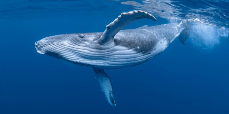 La balena, un grande mammifero acquatico