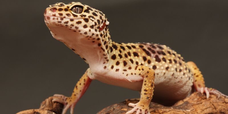 L’adorabile Geco Leopardino
