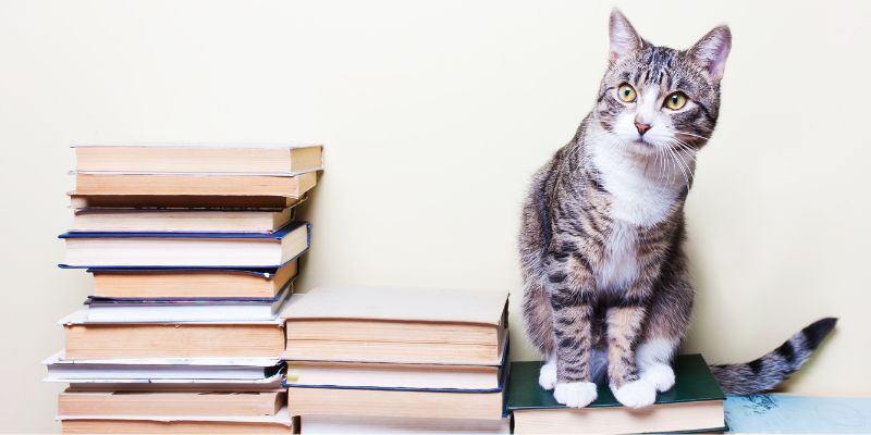 Libri per gattari, ecco i consigli