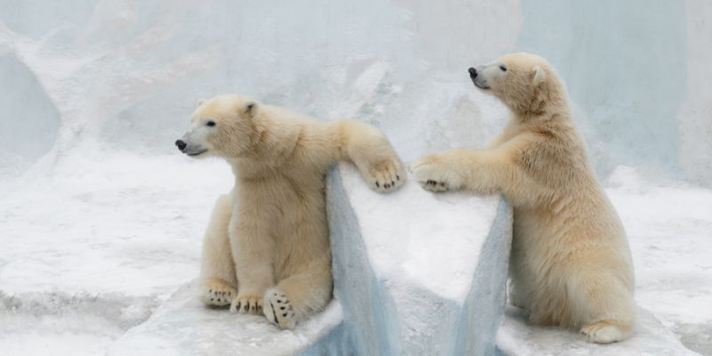L'orso bianco è veramente bianco