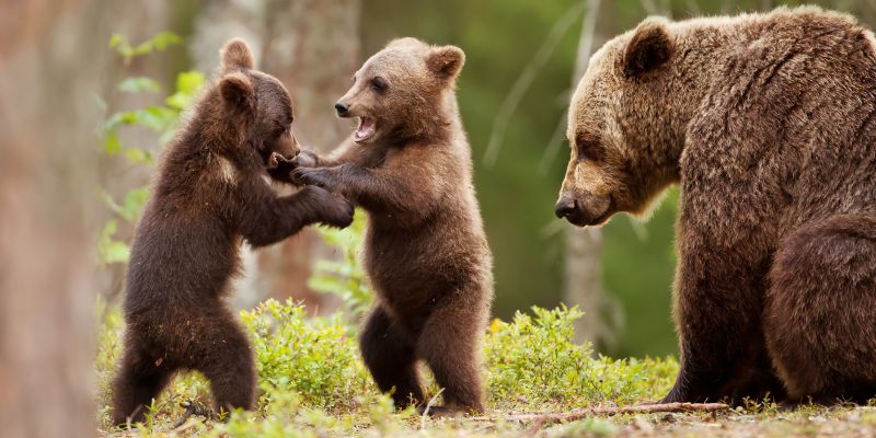 Nel Parco nazionale d'Abruzzo per vedere dove vivono gli orsi