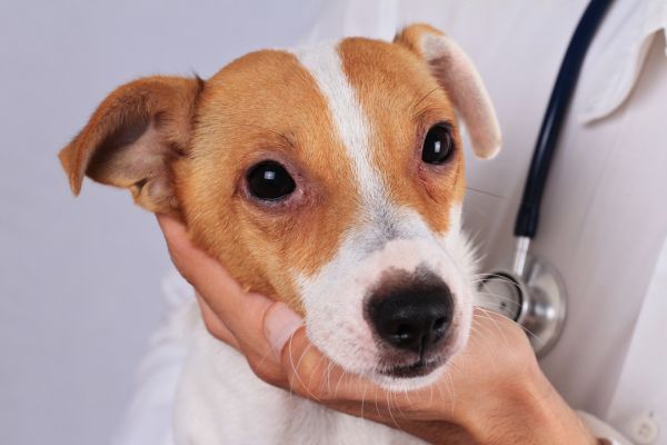 Primavera, anche il cane ha l'allergia