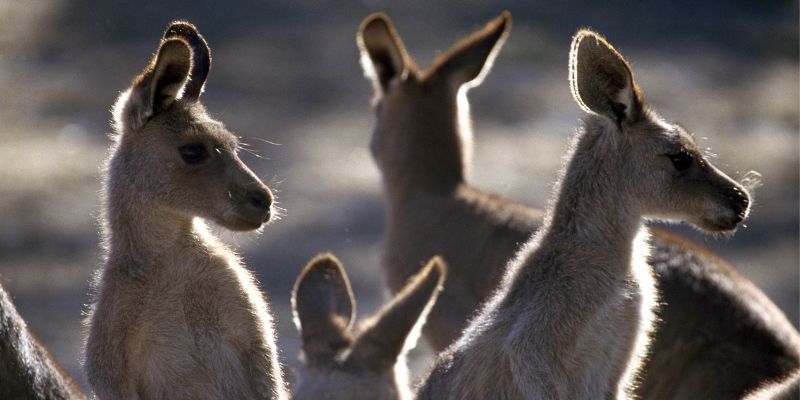 Si fa presto a dire Canguro
