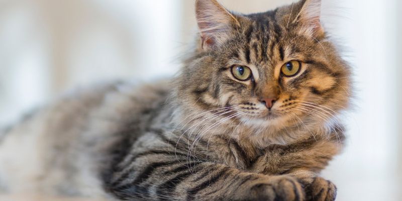 Storia del gatto, il sacro animale domestico