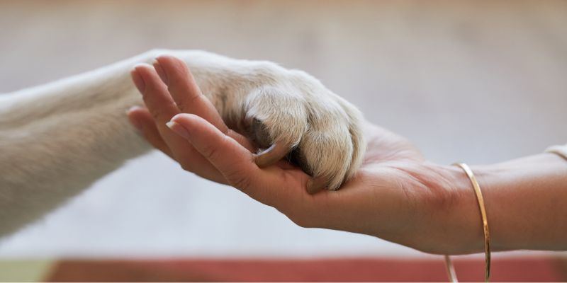 A Penne (Pe), lo sportello per la tutela degli animali