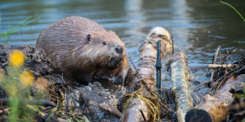Castoro day, il roditore ingegnere dell'ambiente