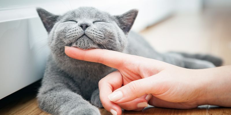 Cat sitter, il lavoro per chi ama avere cura dei gatti