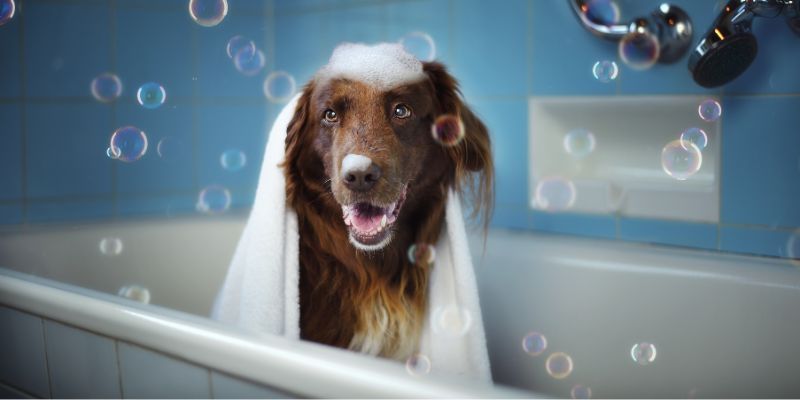 Come lavare il cane in casa