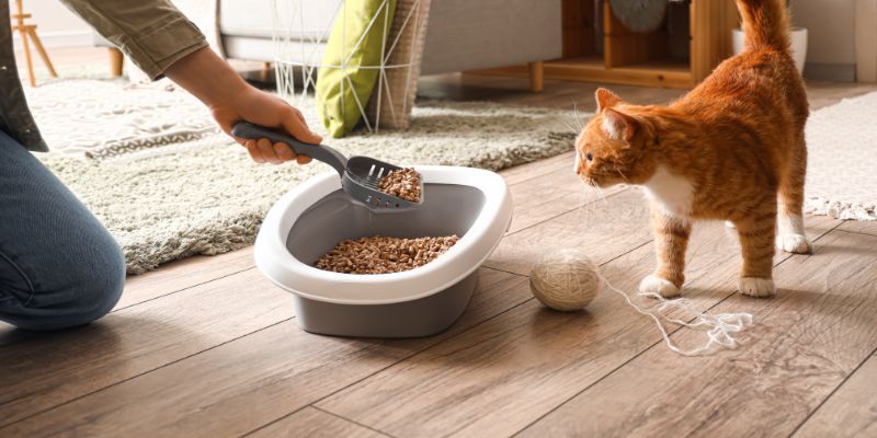 Consigli per pulire la lettiera del gatto