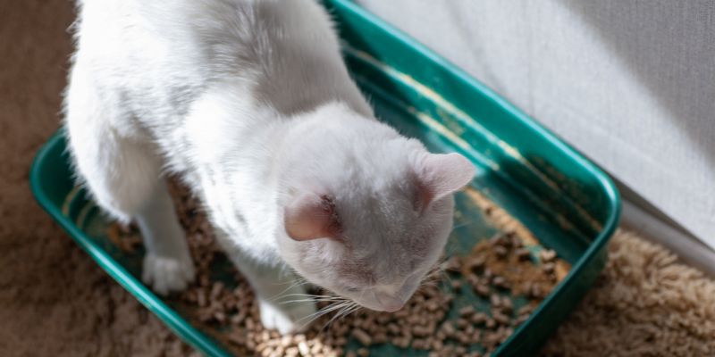 Cosa fare se il gatto soffre di stitichezza