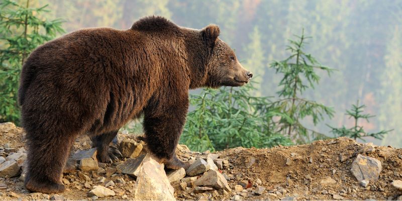Cosa fare se si incontra un orso nei boschi