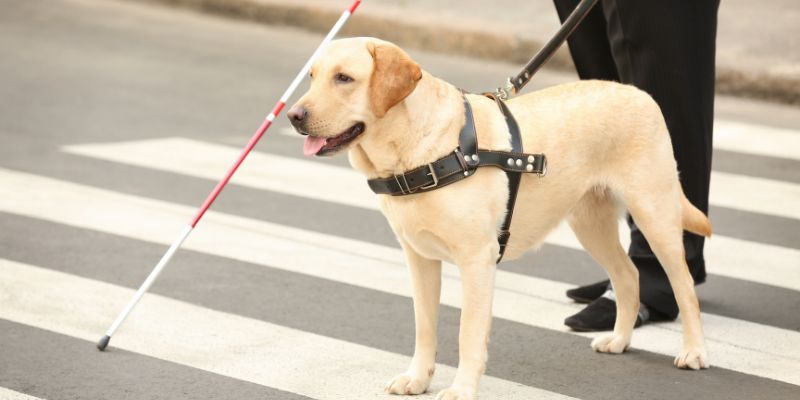 I cani da assistenza, un aiuto prezioso