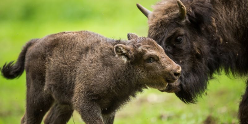 Il bisonte europeo è salvo, ma non del tutto