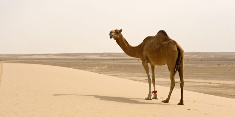 Il cammello, un animale bizzarro