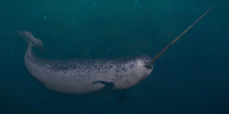 Il narvalo, l'unicorno di mare