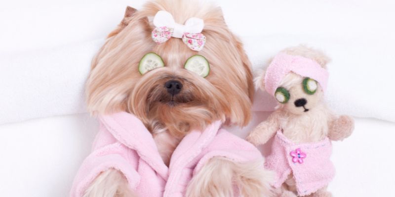 La Spa per Fido, idromassaggi e servizi di bellezza
