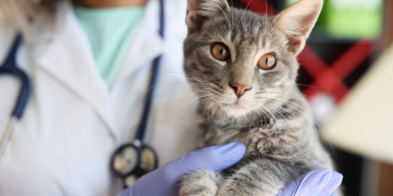 La congiuntivite nel gatto