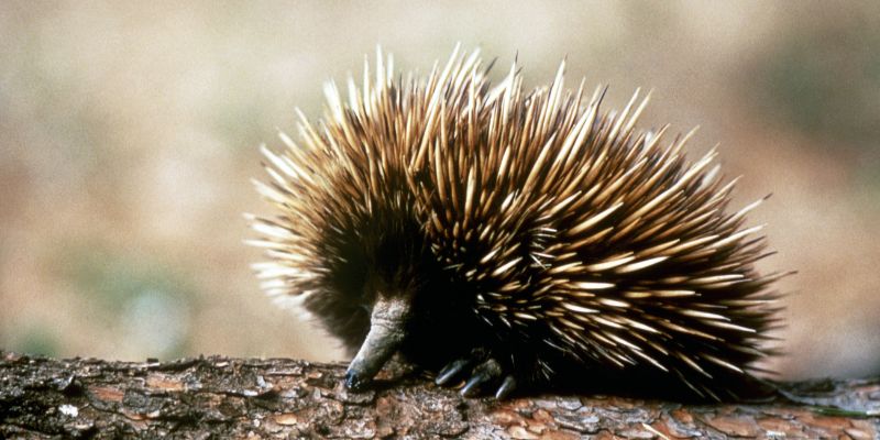 L'echidna, un rompicapo evolutivo