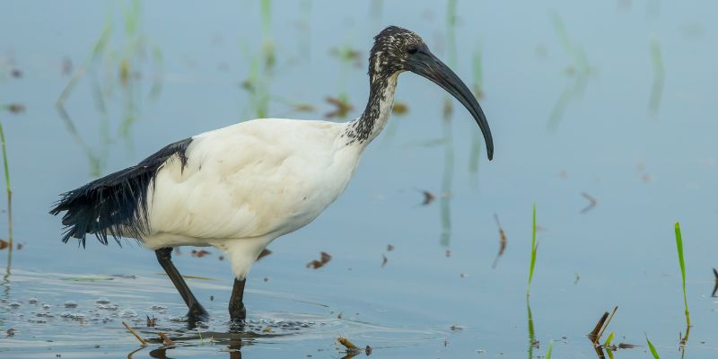 L'ibis sacro, uccello simbolo del dio Thot