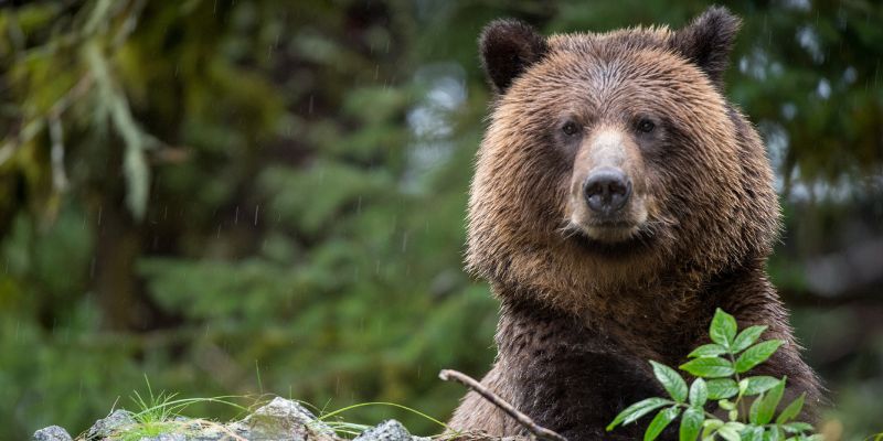 Orsa, continua la caccia ma il Tar sospende la soppressione