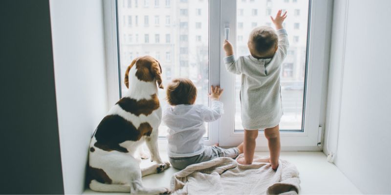 Quale cane è più adatto ai bambini