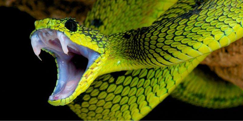 Torna Verona Reptiles