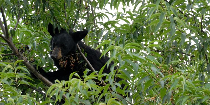 Avvistata l'orsa Amarena con nuovi cuccioli al seguito
