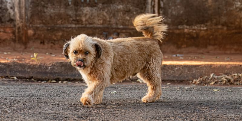 Con l'arrivo dell'estate aumentano gli abbandoni di animali