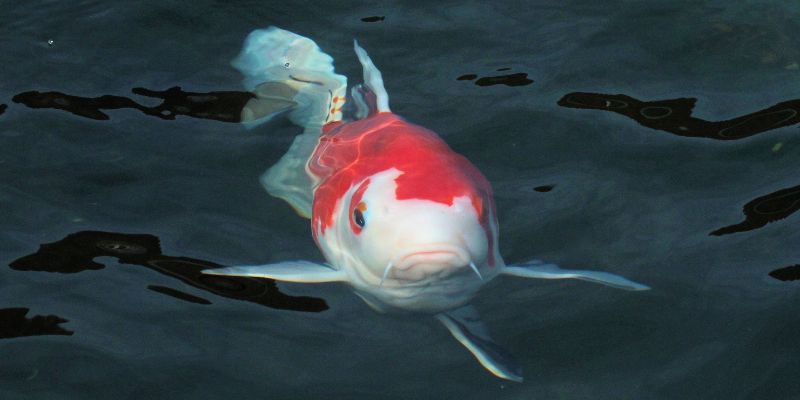Consigli per allevare la carpa Koi