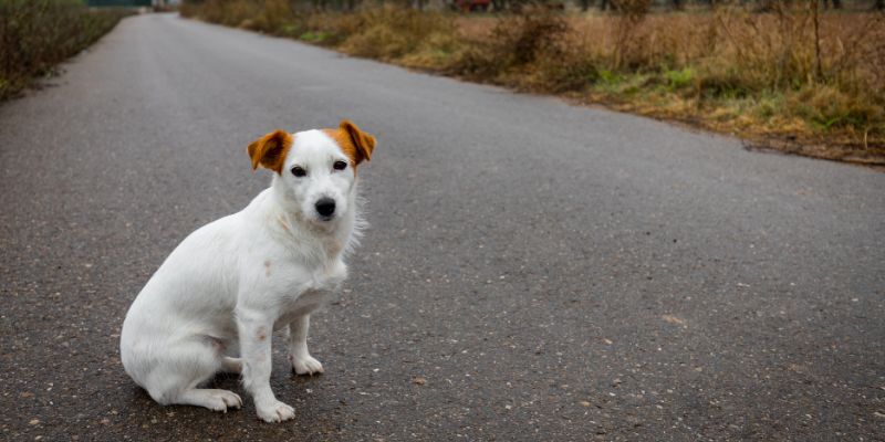 Cosa fare se si incontra un cane abbandonato